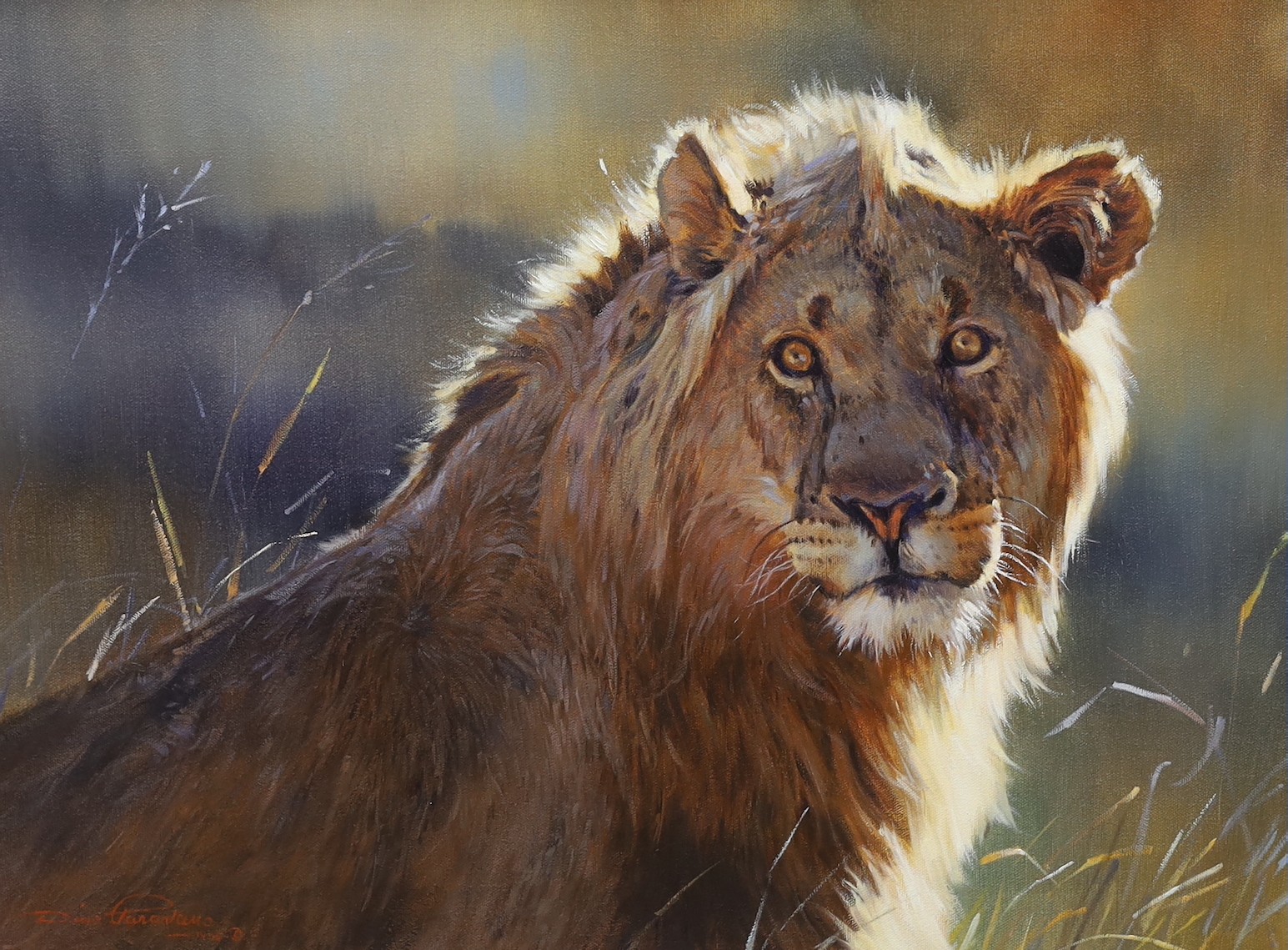 Dino Paravano (SA, born 1935), oil on canvas, 'Young Lion', signed and dated 1996, Tryon & Swann Gallery label verso, 44 x 59cm